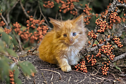 Homoktövis - vörös tabby ezüstkandúr -foglalt