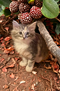 Licsi - Tricolor ezüst tabby nőstény -  talán marad