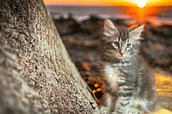 Galagonya - Tricolor ezüst tabby  nőstény -  szabad