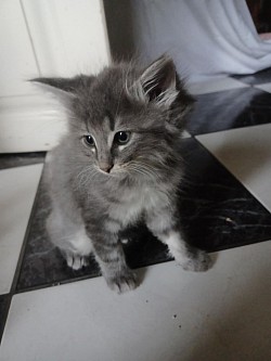 blue norwegian forestcat