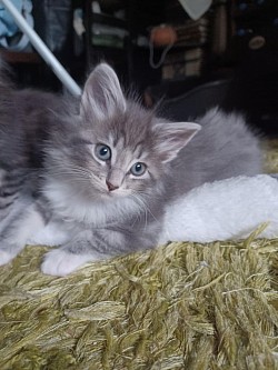 Blue amber carrier Norwegian forestcat